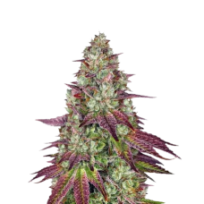 Феминизированные семена конопли Mimosa Feminized